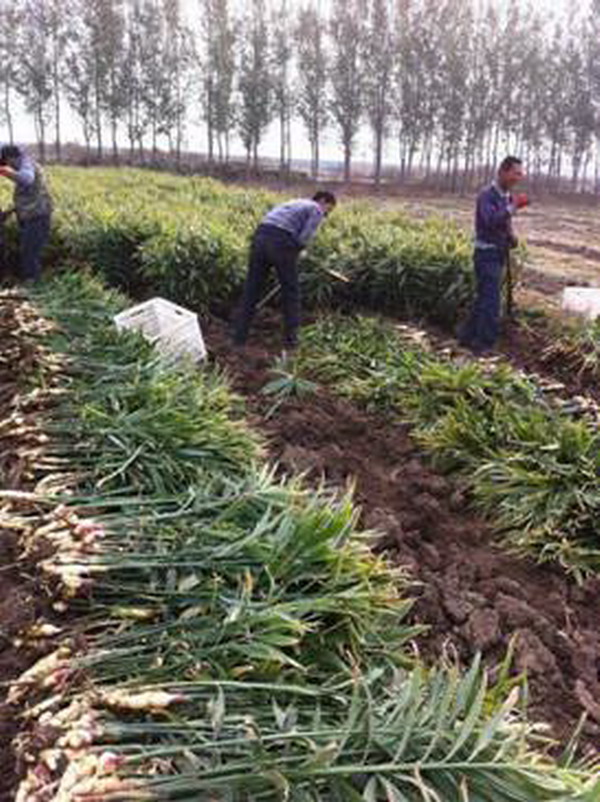 生姜种植基地