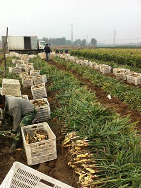 生姜种植基地