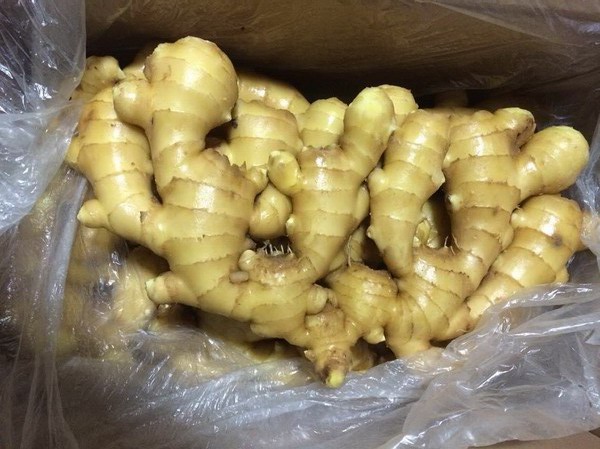 大规格姜