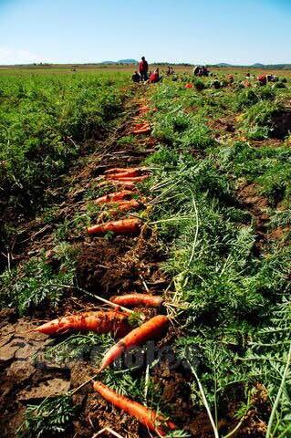 原生态萝卜