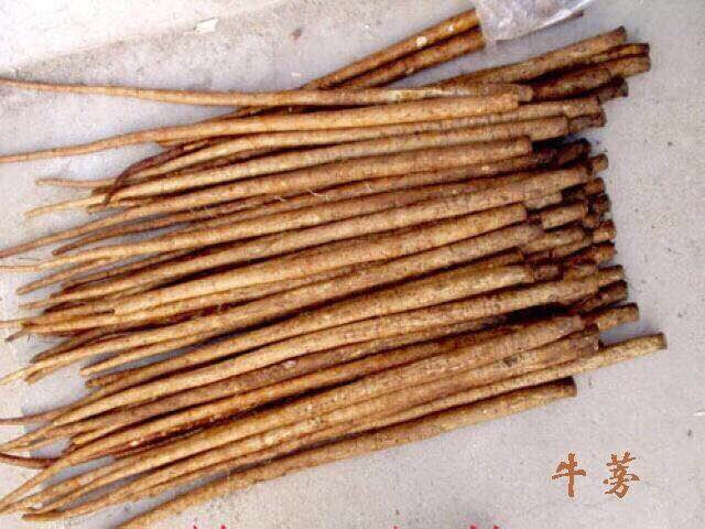 原生态牛蒡